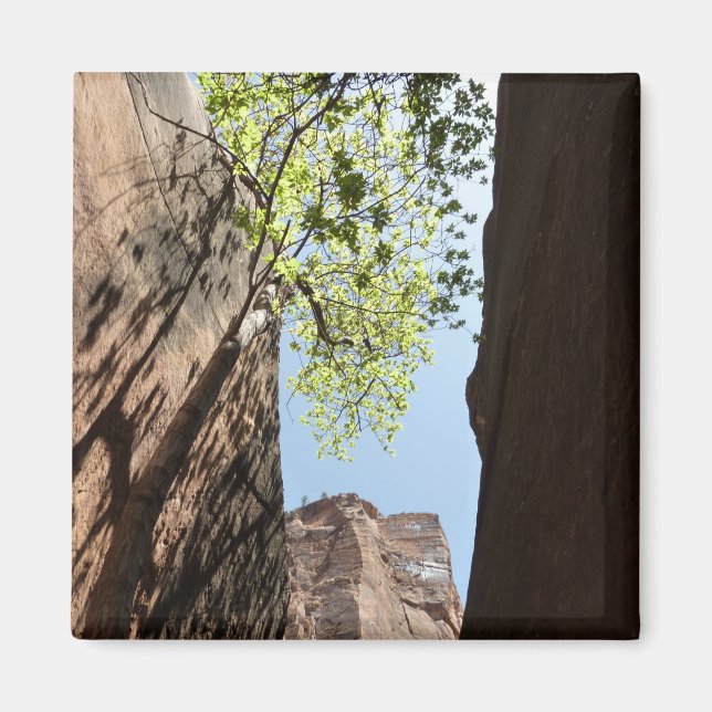 Aimant Arbre qui pousse entre les rochers dans le parc na (Devant)