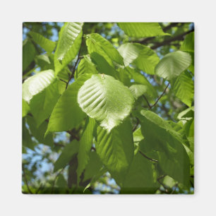 Aimant Arbre vert Feuille à bouleau printanier