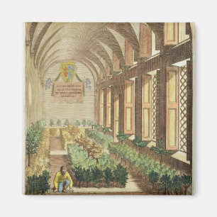 Aimant Arbres d'agrume en serre chaude, de "Hesperides"