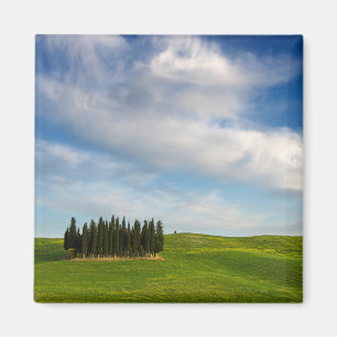 Aimant Arbres de Cypress dans l'aimant de la Toscane