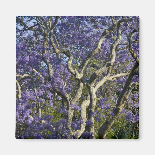 Aimant Arbres Jacaranda en fleurs dans le nouveau parc ag (Devant)
