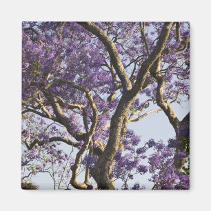Aimant Arbres Jacaranda en fleurs dans le nouveau parc ag