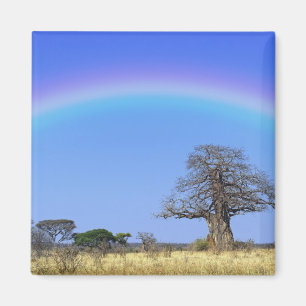 Aimant Arc en ciel et baobab africain, Adansonia