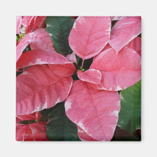 Aimant Argent Star Marbre Poinsettias Pink Holiday Floral