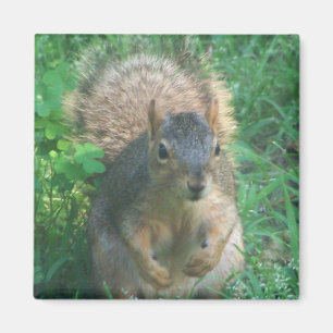 aimant arrière brouillard