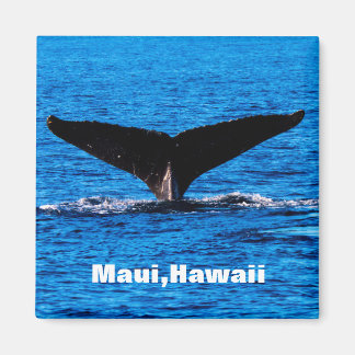 Aimant arrière de baleine à bosse de Maui personna