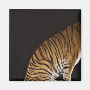 Aimant Arrière saison de tigre se reposant sur la