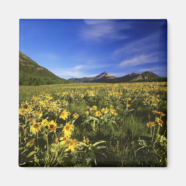 Aimant Arrowleaf balsomroot couvre la prairie avec (Devant)