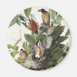 Aimant Art ancien nid d'oiseau Merle d'Amérique d'Audubon