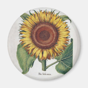 Aimant Art de fleur de damas vintage tournesol