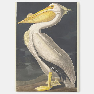 Aimant Art vintage d'Audubon représentant le Pélican blan