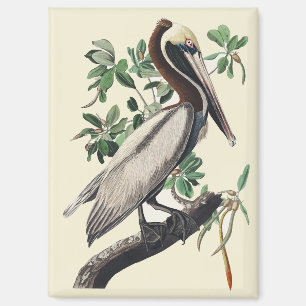 Aimant Art Vintage d'Oiseau Marin Côtier Pélican Brun d'A