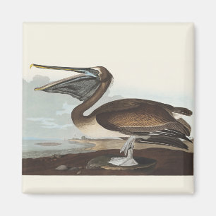 Aimant Art Vintage d'Oiseau Marin Côtiers Pélican Brun d'