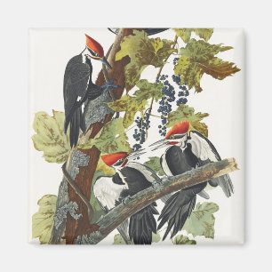 Aimant Art vintage d'oiseau pic à tête rouge d'Audubon