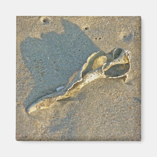 Aimant Articles de cabillaud de coquille Wave-Washed (Devant)