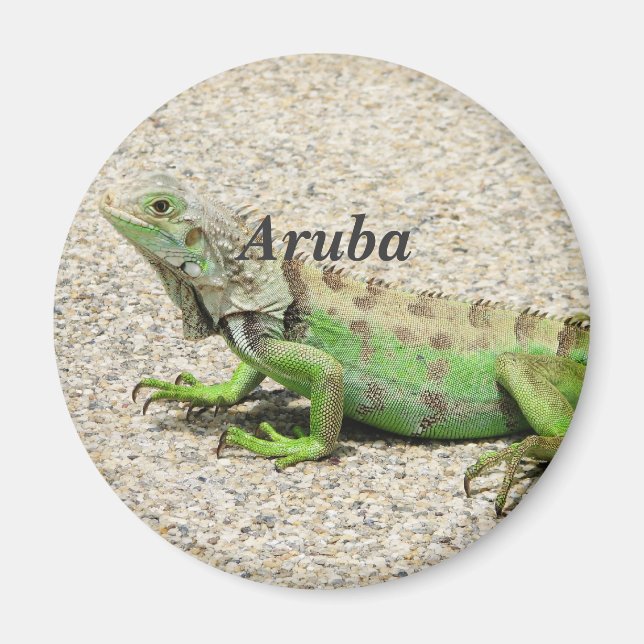 Aimant Aruba Green Iguana (Devant)