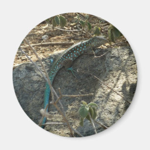 Aimant Aruba Whiptail Lizard Photographie d'animaux tropi