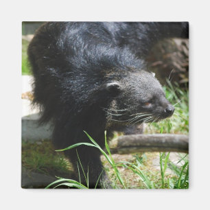 Aimant asiatique de Bearcat