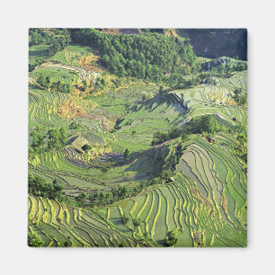 Aimant Asie, Chine, Yunnan, Yuanyang. Motif de vert