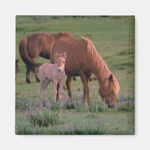Aimant Asie, Mongolie, Désert de Gobi. Chevaux sauvages