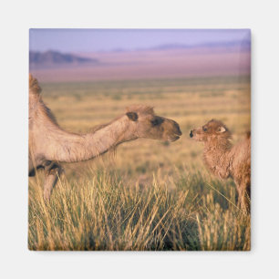 Aimant Asie, Mongolie, désert de Gobi, Grand Gobi
