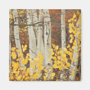 Aimant Aspens d'automne
