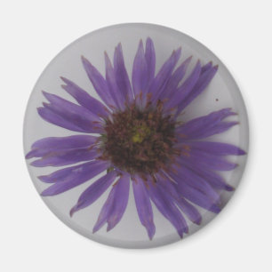 Aimant Aster
