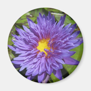 Aimant Aster bleu