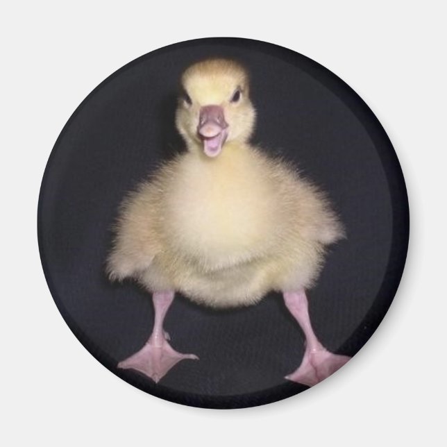 Aimant Attitude du canard (Devant)