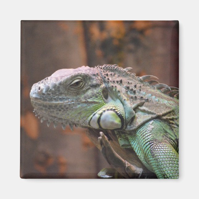 Aimant au lézard Iguana coloré (Devant)