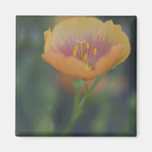 Aimant Au sud de Devine Texas, le long de l'autoroute Int