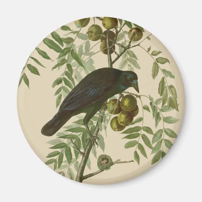 Aimant Audubon American Crow Black Bird (Devant)