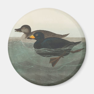 Aimant Audubon American Scoter Duck Classic