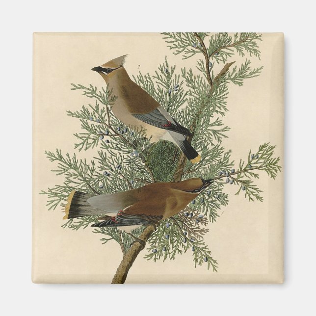 Aimant Audubon Cèdre cire oiseau (Devant)