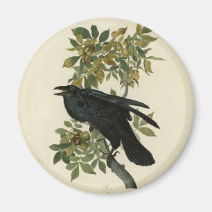 Aimant Audubon Raven Oiseau classique