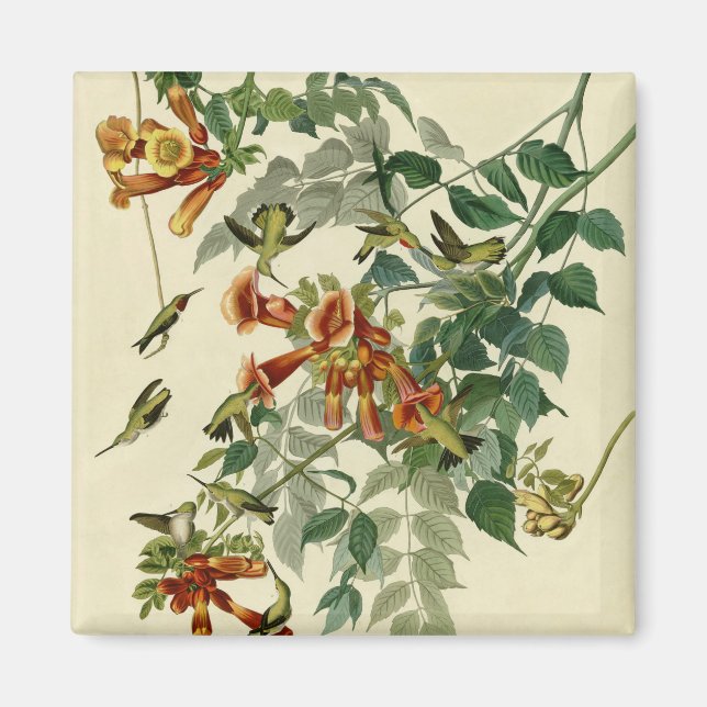Aimant Audubon Throsé de colibri (Devant)