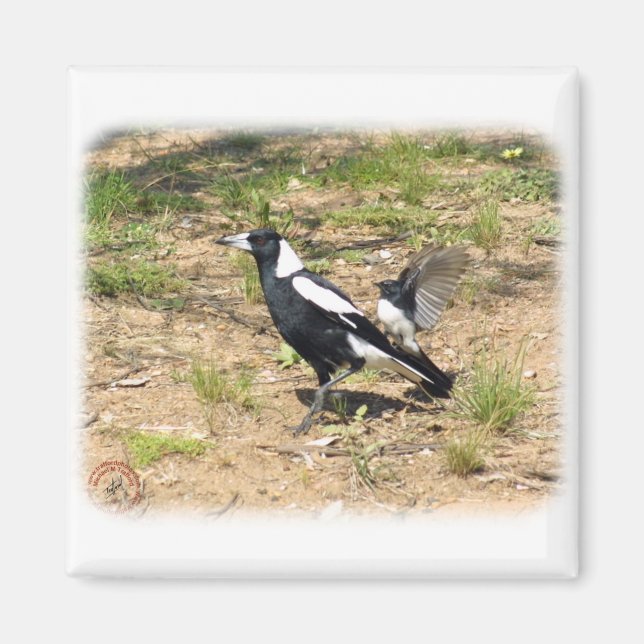 Aimant Australian Magpie en train d'être moquée par Willi (Devant)