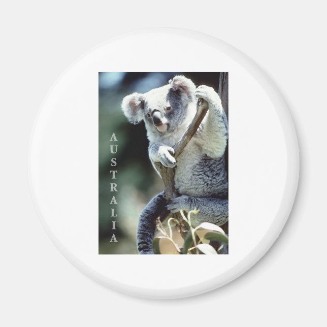 Aimant Australie Koala Bear (Devant)
