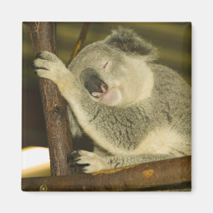 Aimant Australie, Queensland, Brisbane. Arborescence des 