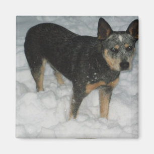 Aimant australien de chien de bétail