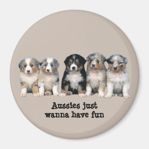 Aimant australien de chiots de berger