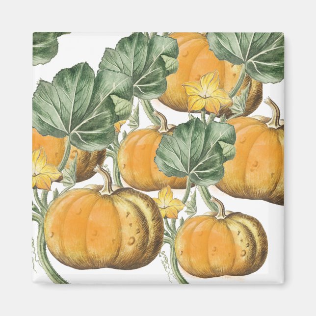 Aimant Automne Aquarelle d'automne Citrouilles Vintages (Devant)