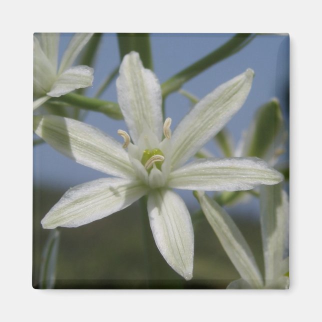 Aimant aux fleurs blanches (Devant)