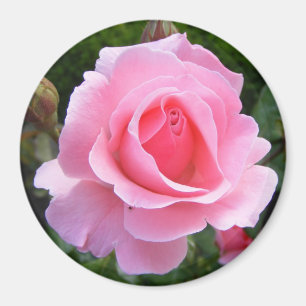 Aimant avec belle rose rose