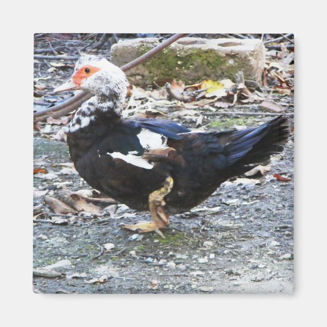 Aimant avec canard (Devant)