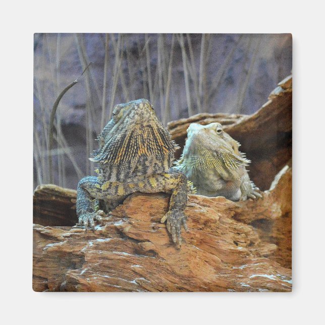 Aimant avec des lézards curieux (Devant)