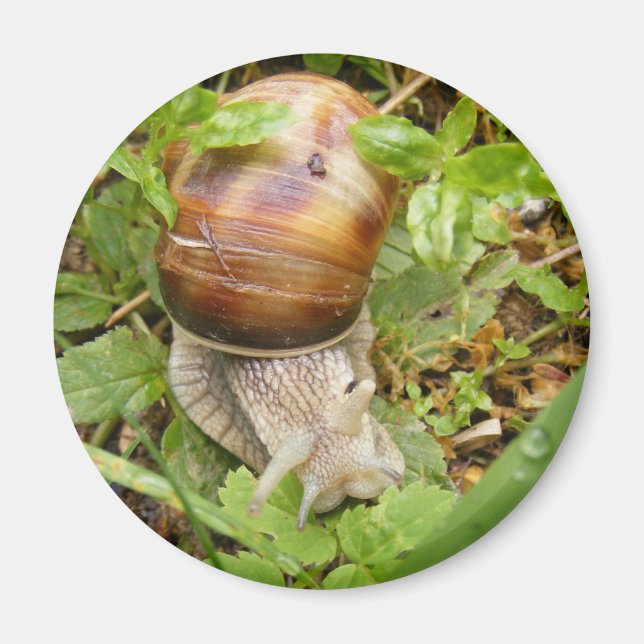 Aimant avec escargot solitaire. (Devant)