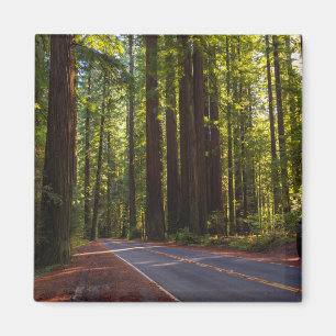 Aimant Avenue du séquoia géant Californie