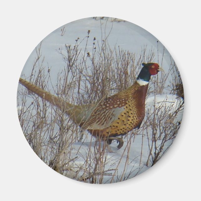 Aimant B23 Pheasant à cou circulaire (Devant)
