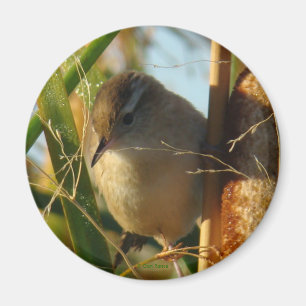 Aimant B3 Marsh Wren